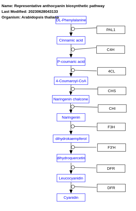 Representative anthocyanin biosynthetic pathway