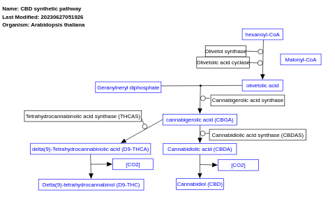 CBD synthetic pathway