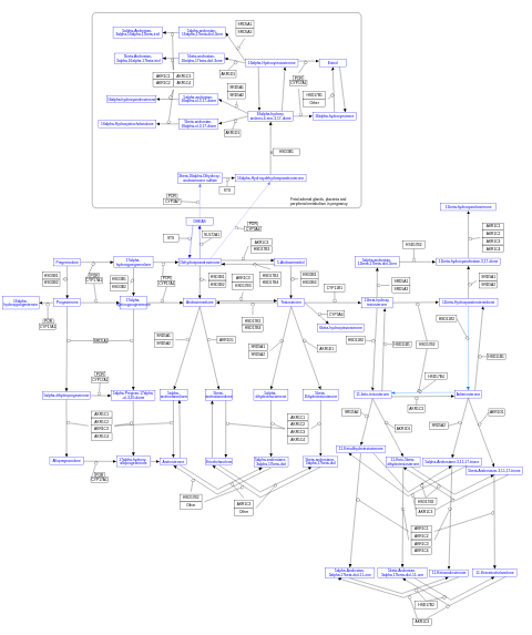 Androgen biosynthesis