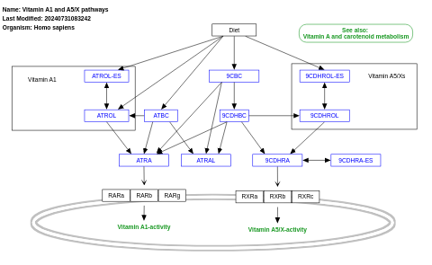 Vitamin A1 and A5/X pathways