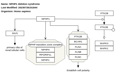 NPHP1 deletion syndrome
