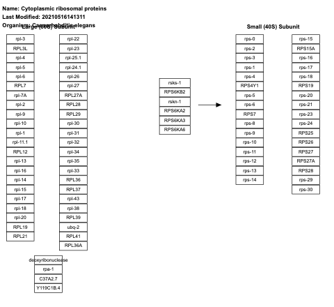 Cytoplasmic ribosomal proteins