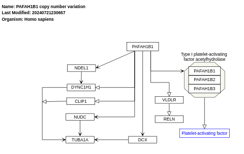 PAFAH1B1 copy number variation