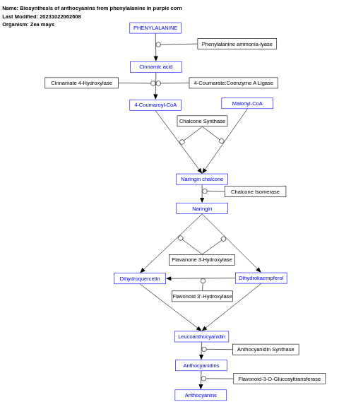 Biosynthesis of anthocyanins from phenylalanine in purple corn