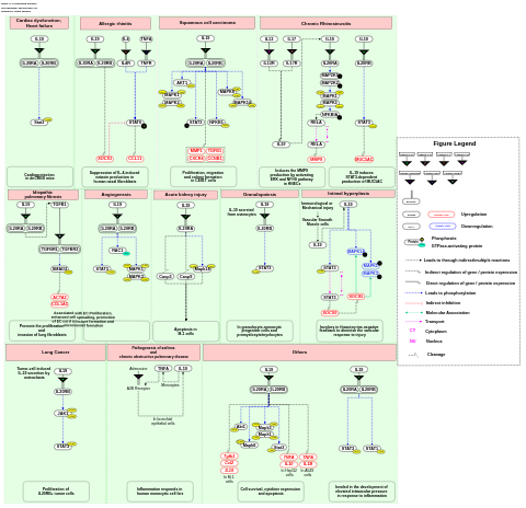 IL-19 signaling pathway