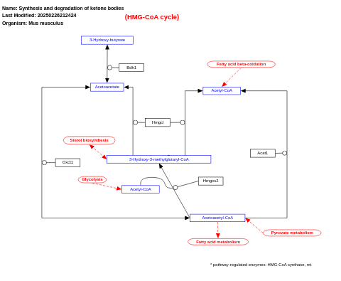 Synthesis and degradation of ketone bodies