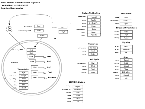 Exercise-induced circadian regulation