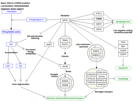 Effects of MFN2 mutation