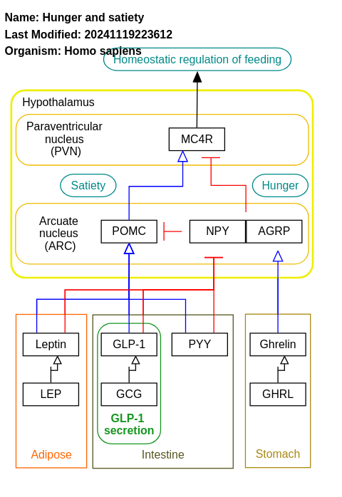 Hunger and satiety