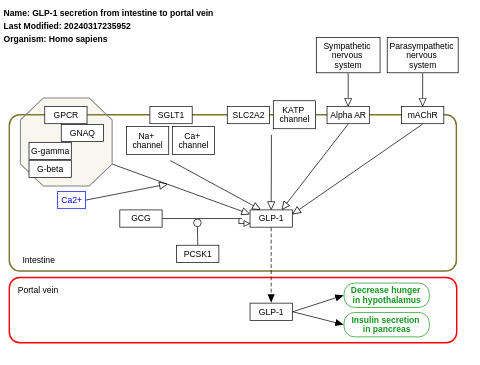 GLP-1 secretion from intestine to portal vein