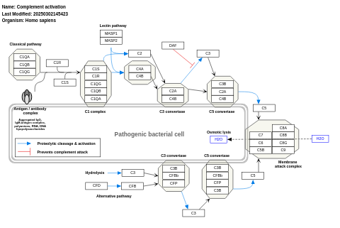 Complement activation