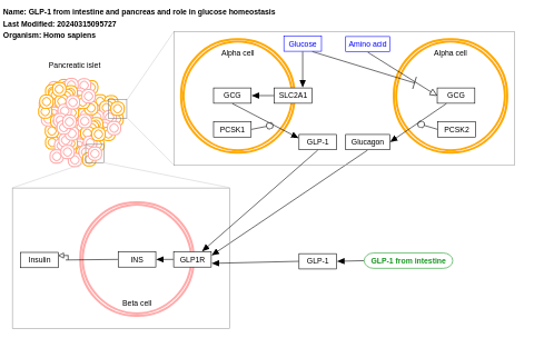 GLP-1 from intestine and pancreas and role in glucose homeostasis