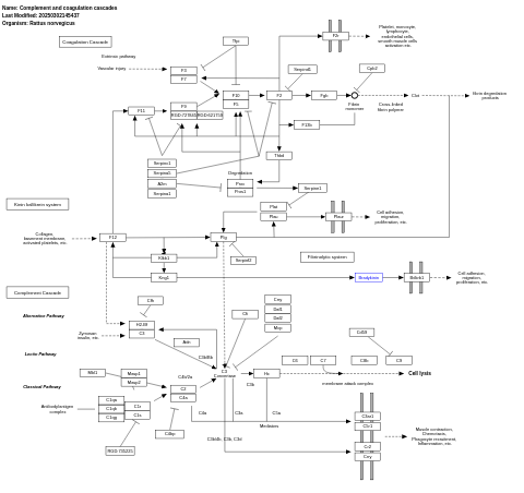 Complement and coagulation cascades