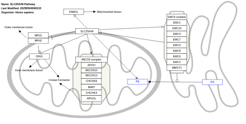 SLC25A46 Pathway