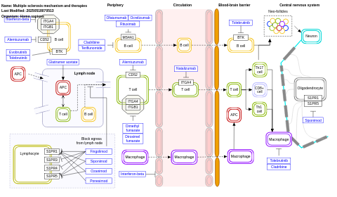 Multiple sclerosis mechanism and therapies