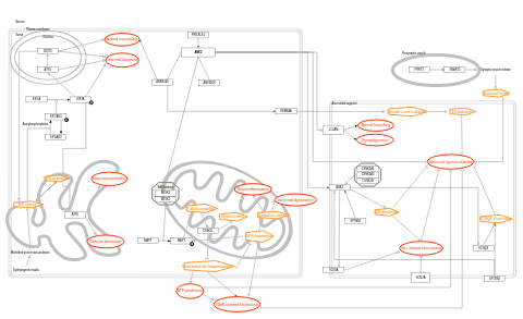ANK2 pathway in epilepsy development