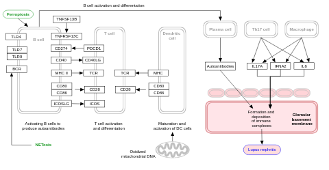 Lupus pathogenesis