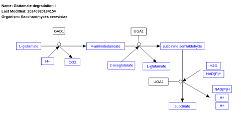 Glutamate degradation I