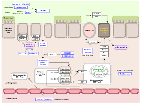 Celiac disease mechanism and therapies