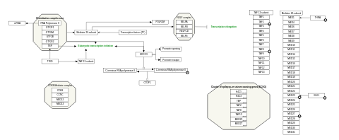 RNA Polymerase II transcription: the preinitiation complex
