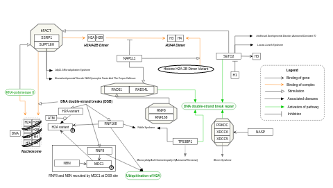 Human Fact complex and DNA double-strand break (repair)