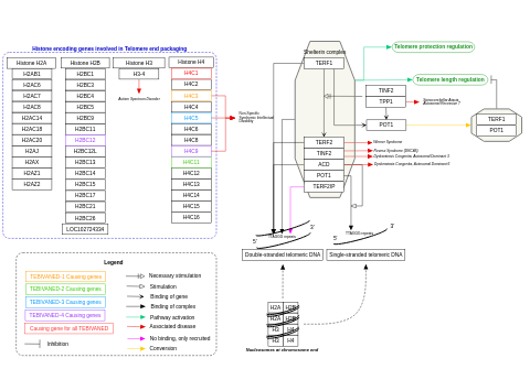 Telomere end packaging and neurodevelopmental disorders