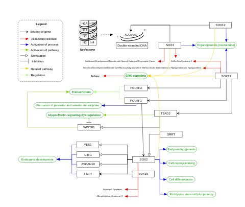 SOX genes and their influence on neurogenesis and neurodevelopmental disorders
