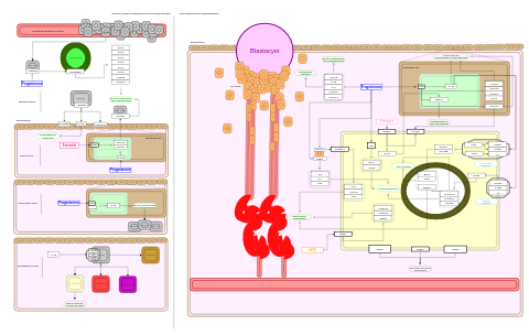 Interactions between uterine natural killer cells and progesterone, estrogen, and human chorionic gonadotropin.