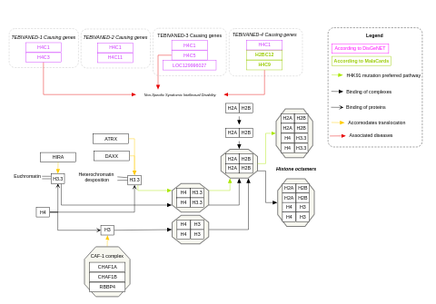 Tessadori-Bicknell-van Haaften syndrome variants: nucleosome assembly