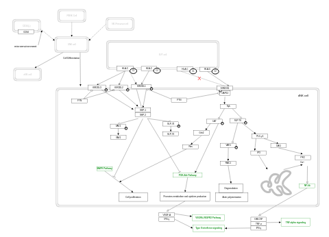 Killer cell immunoglobulin-like receptors and human leukocyte antigen C pathway