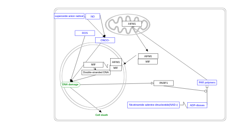 Parthanatos cell death signaling pathway