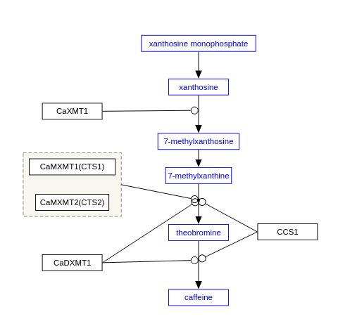 Coffea arabica caffeine synthesis