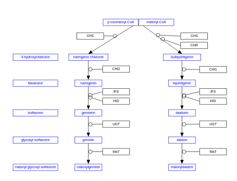 Isoflavonoid biosynthesis
