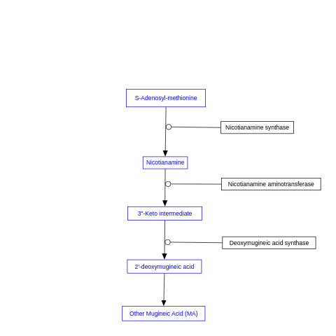 The biosynthetic pathway of mugineic acid family phytosiderophores (MAs) in graminaceous plants