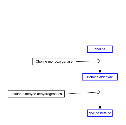 Biochemical pathway of glycinebetaine