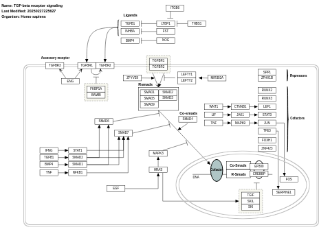 TGF-beta receptor signaling