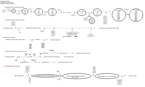 DNA replication