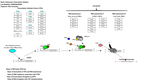 Eukaryotic transcription initiation