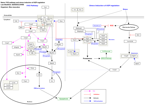 FAS pathway and stress induction of HSP regulation