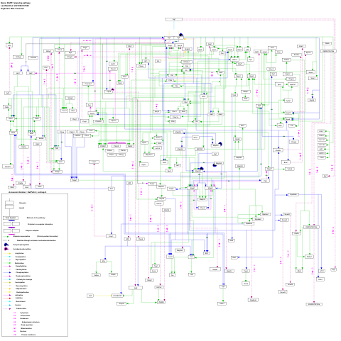 EGFR1 signaling pathway