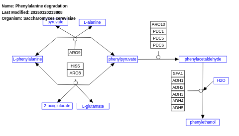 Phenylalanine degradation