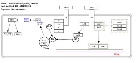 Leptin-insulin signaling overlap