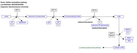 Sulfate assimilation pathway II