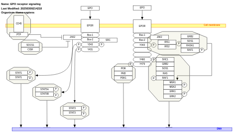 EPO receptor signaling