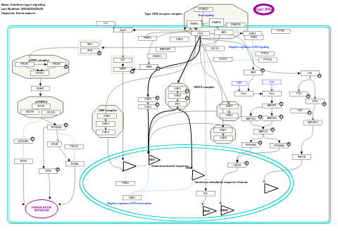 Interferon type I signaling pathways