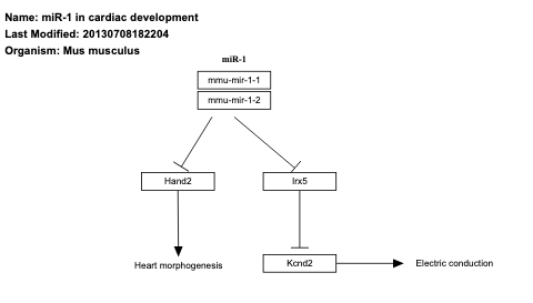 miR-1 in cardiac development
