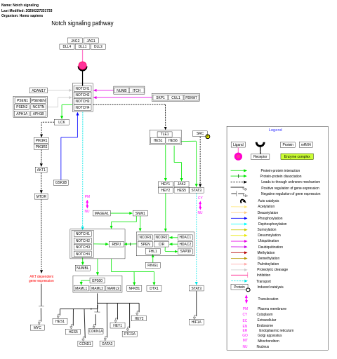 Notch signaling pathway