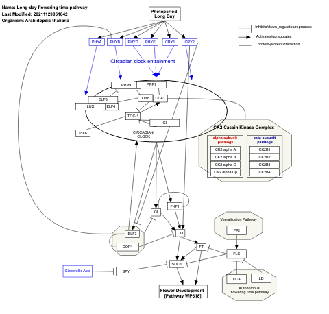 Long-day flowering time pathway