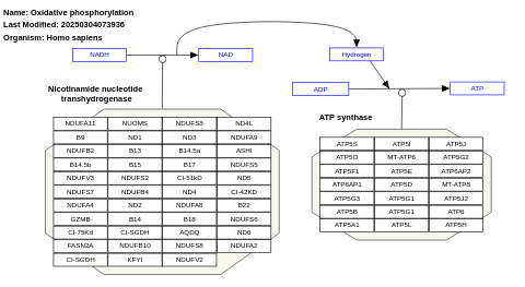 Oxidative phosphorylation