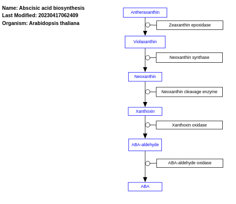 Abscisic acid biosynthesis